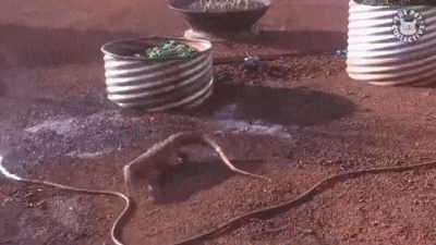 1ba8a2c0c529a8acef9c883b4c081d5b_1499132161_9479.gif 1ba8a2c0c529a8acef9c883b4c081d5b_1499132161_9479.gif