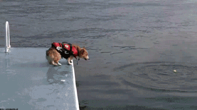 f00641aed98afce4bbb97c1cd36e1951_1500034836_4288.GIF