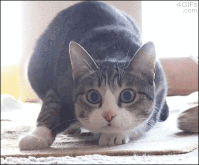 b34c405c3fdd05d6945a1fa2f7435e7f_1502001210_242.gif