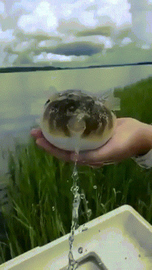 73456f98391c2fd8e718537aa81d52eb_1505312502_0249.gif 73456f98391c2fd8e718537aa81d52eb_1505312502_0249.gif