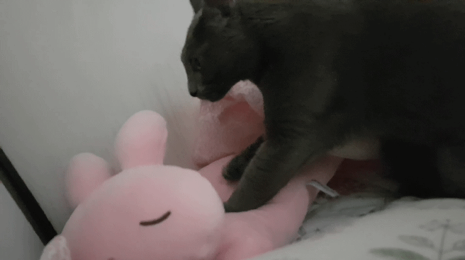73c163029d1470a80b275b926d569d8c_1506699633_8391.gif