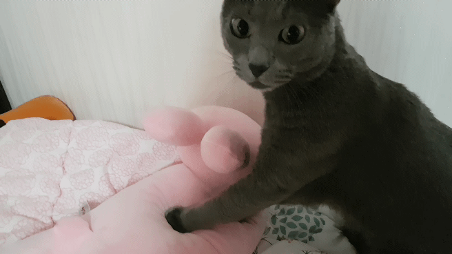 73c163029d1470a80b275b926d569d8c_1506699739_1831.gif