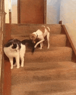 66f198a029e473abb99a03ab6c0c7c26_1507772160_7887.gif