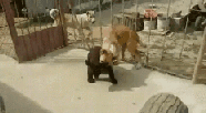 fa65759537af27a5b9e06f5e7c8c8d69_1508765208_2834.gif fa65759537af27a5b9e06f5e7c8c8d69_1508765208_2834.gif