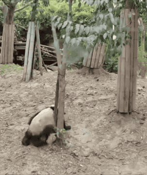 3142a44442ee48ad89a811a423671c95_1510461606_1429.gif