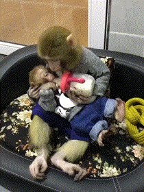5eed4ef8c8af83061bc2f490d72c5124_1510288685_7303.gif
