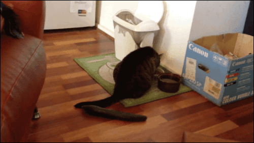 61be9a6a2ac25694e59d4e44c93ffaa2_1510700232_4433.gif