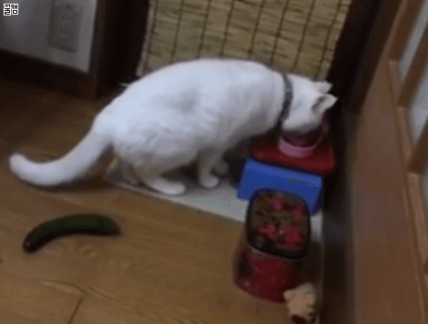 61be9a6a2ac25694e59d4e44c93ffaa2_1510700237_0893.gif