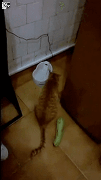 61be9a6a2ac25694e59d4e44c93ffaa2_1510700240_6594.gif