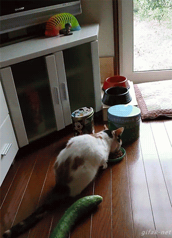 61be9a6a2ac25694e59d4e44c93ffaa2_1510700244_312.gif