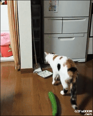 61be9a6a2ac25694e59d4e44c93ffaa2_1510700247_9483.gif
