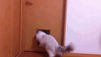 8b183ddde522631a8a5c88770d4a1a88_1510451088_6228.gif