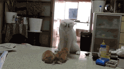 f6d3853c0d6c07a855ee9a0b869be3e1_1510630422_8735.gif