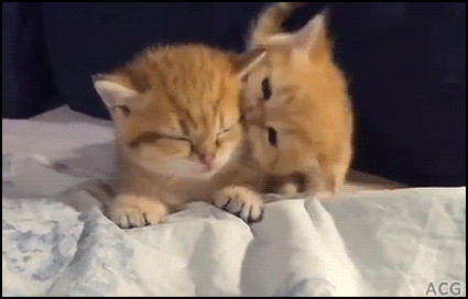 291f798e7b2ad1b05180b91292b66ae9_1513347496_3438.gif 291f798e7b2ad1b05180b91292b66ae9_1513347496_3438.gif