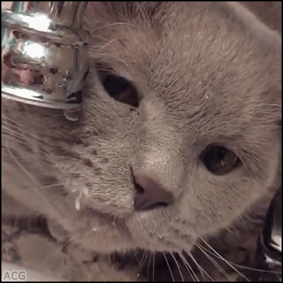 291f798e7b2ad1b05180b91292b66ae9_1513347513_1906.gif 291f798e7b2ad1b05180b91292b66ae9_1513347513_1906.gif