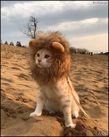 291f798e7b2ad1b05180b91292b66ae9_1513347589_2921.gif 291f798e7b2ad1b05180b91292b66ae9_1513347589_2921.gif