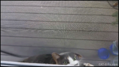 291f798e7b2ad1b05180b91292b66ae9_1513347604_5505.gif 291f798e7b2ad1b05180b91292b66ae9_1513347604_5505.gif