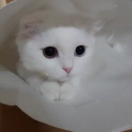 291f798e7b2ad1b05180b91292b66ae9_1513347999_3834.gif 291f798e7b2ad1b05180b91292b66ae9_1513347999_3834.gif