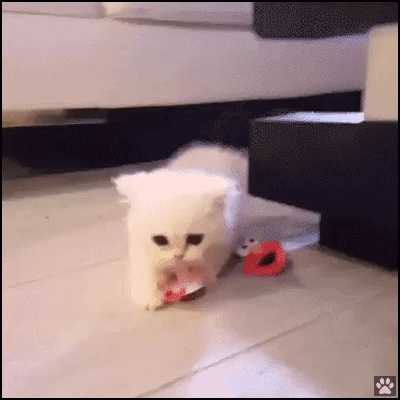 291f798e7b2ad1b05180b91292b66ae9_1513348014_8426.gif 291f798e7b2ad1b05180b91292b66ae9_1513348014_8426.gif