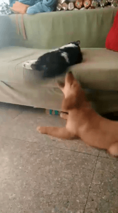 291f798e7b2ad1b05180b91292b66ae9_1513348033_5594.gif 291f798e7b2ad1b05180b91292b66ae9_1513348033_5594.gif