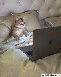 291f798e7b2ad1b05180b91292b66ae9_1513872391_9534.gif