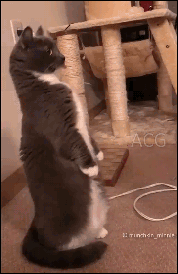 291f798e7b2ad1b05180b91292b66ae9_1513872491_0437.gif