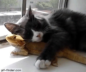 291f798e7b2ad1b05180b91292b66ae9_1513872521_2464.gif