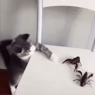 291f798e7b2ad1b05180b91292b66ae9_1513872643_3667.gif