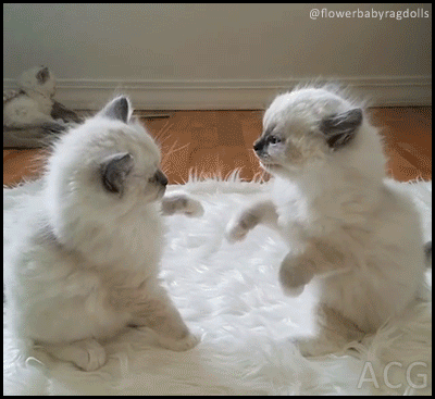291f798e7b2ad1b05180b91292b66ae9_1513872746_3677.gif