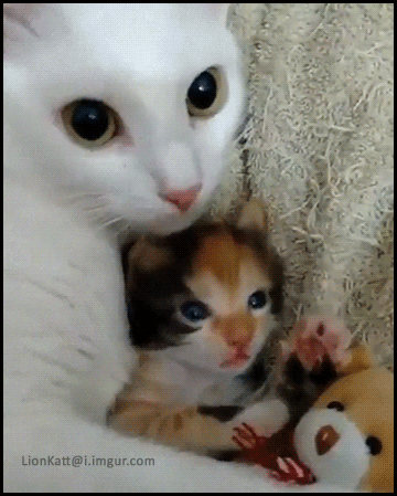 291f798e7b2ad1b05180b91292b66ae9_1513873031_3313.gif