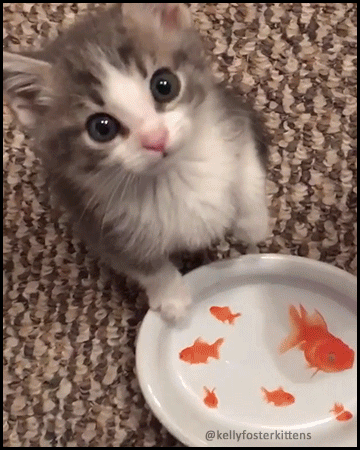 291f798e7b2ad1b05180b91292b66ae9_1513873131_3031.gif