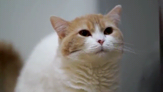 291f798e7b2ad1b05180b91292b66ae9_1513873156_2056.gif