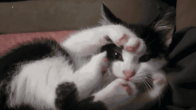 291f798e7b2ad1b05180b91292b66ae9_1513873226_4268.gif