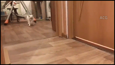 291f798e7b2ad1b05180b91292b66ae9_1513873329_6054.gif