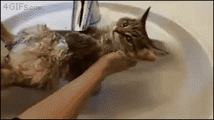 291f798e7b2ad1b05180b91292b66ae9_1513873366_1907.gif