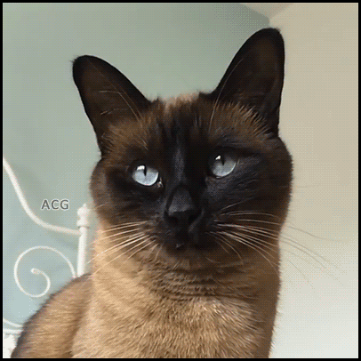 291f798e7b2ad1b05180b91292b66ae9_1513873442_0646.gif