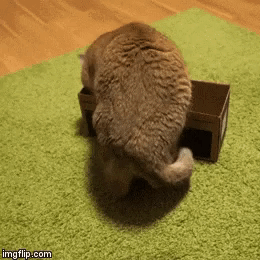291f798e7b2ad1b05180b91292b66ae9_1513873483_2704.gif