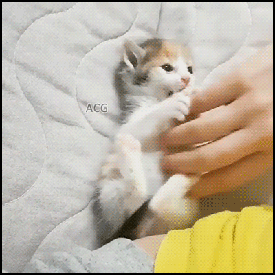 291f798e7b2ad1b05180b91292b66ae9_1513873545_7217.gif