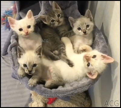 291f798e7b2ad1b05180b91292b66ae9_1513873594_7061.gif