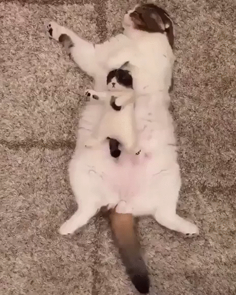 291f798e7b2ad1b05180b91292b66ae9_1514279034_7256.gif 291f798e7b2ad1b05180b91292b66ae9_1514279034_7256.gif