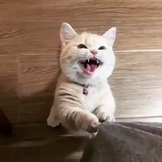 291f798e7b2ad1b05180b91292b66ae9_1514279055_3375.gif 291f798e7b2ad1b05180b91292b66ae9_1514279055_3375.gif