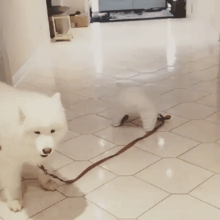 무자비하게 개를 끌고가는 견주.gif > 유머게시판 | 딜바다닷컴 딜바다::무자비하게 개를 끌고가는 견주.gif > 유머게시판