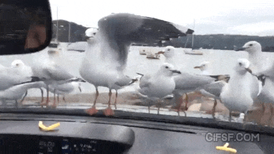 2a4b2daffc1d9a25f5bd06ff98df5b2f_1529060227_9991.gif