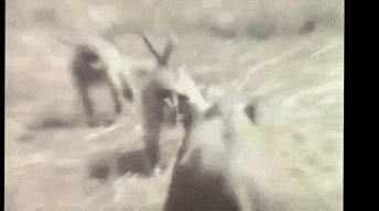 3ca5518103cb1ef1f8b086fa31f20c20_1542157737_1434.gif