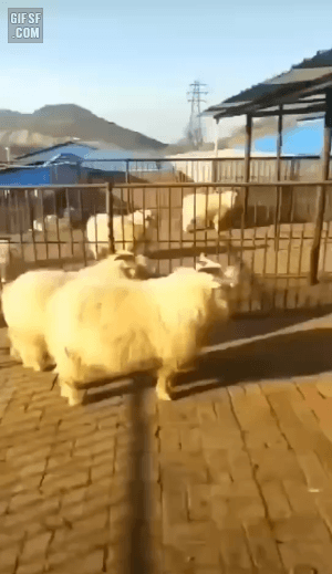 4b7b8f1a68dcb1ac719adda979c3e6e1_1548659950_0181.gif