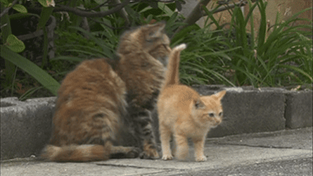 0b56a89c210eda1d8b1a73c6c1e6a7fa_1550444489_3199.gif 0b56a89c210eda1d8b1a73c6c1e6a7fa_1550444489_3199.gif