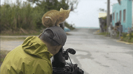 0b56a89c210eda1d8b1a73c6c1e6a7fa_1550444504_1593.gif 0b56a89c210eda1d8b1a73c6c1e6a7fa_1550444504_1593.gif