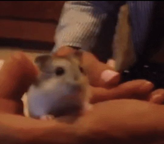 2069a8c289f99130c26627712333fb9e_1550189213_1524.gif 2069a8c289f99130c26627712333fb9e_1550189213_1524.gif