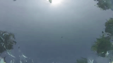 물속에서 촬영한 웰시코기 수영영상
