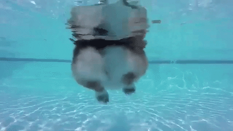 물속에서 촬영한 웰시코기 수영영상
